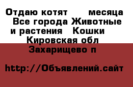 Отдаю котят. 1,5 месяца - Все города Животные и растения » Кошки   . Кировская обл.,Захарищево п.